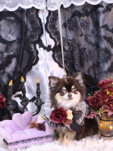 20231007ラブちゃん